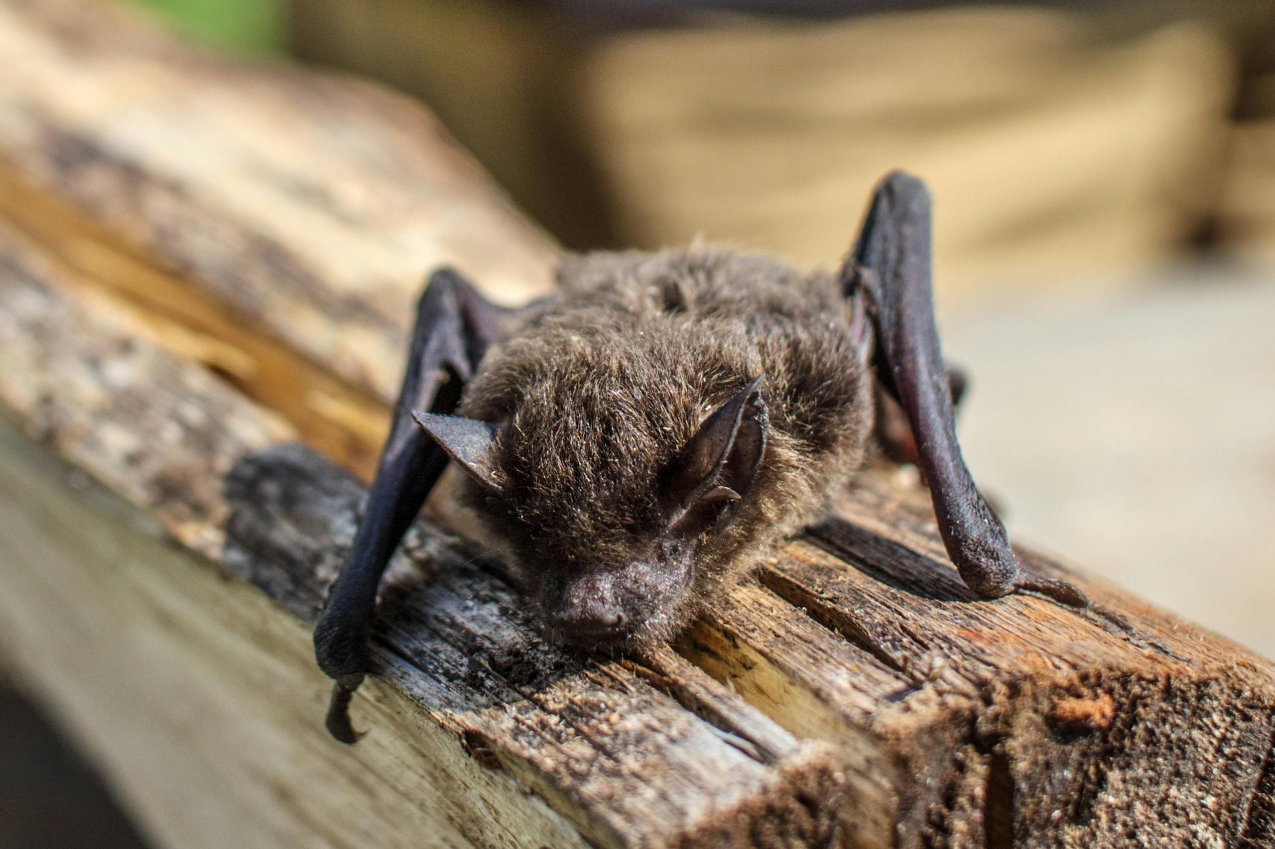 A detailed close-up of a bat resting on a log, showcasing its texture and habitat.